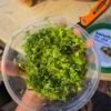 top view of duckweed in green container