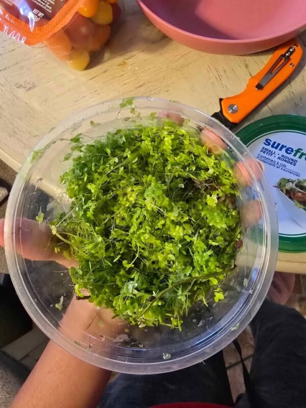 top view of duckweed in green container