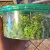 duckweed in a green container