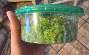 duckweed in a green container