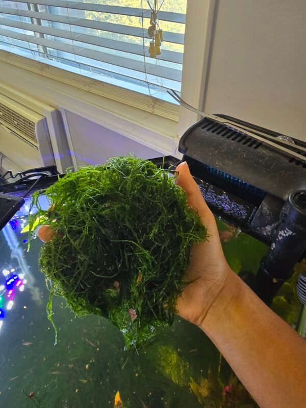 large piece of java moss