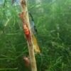 Neocaridina Shrimp - Skittles Pack