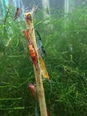 Neocaridina Shrimp - Skittles Pack
