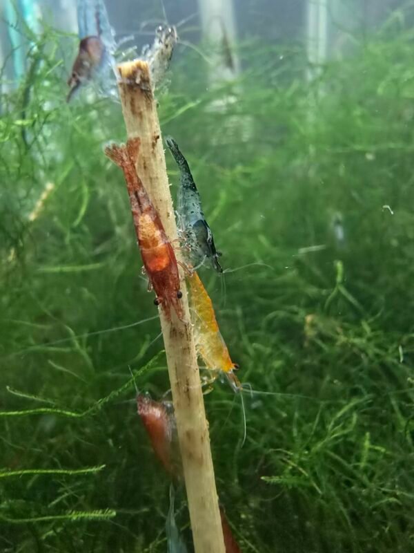 Neocaridina Shrimp - Skittles Pack