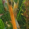 Neocaridina Shrimp - Skittles Pack