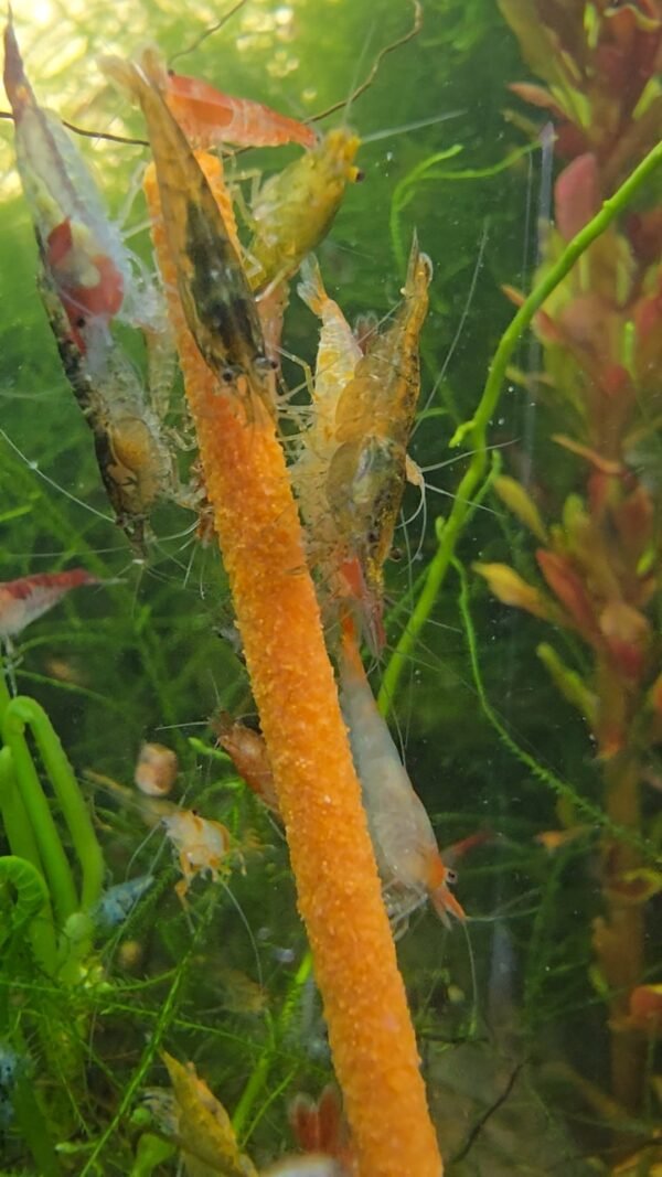 Neocaridina Shrimp - Skittles Pack
