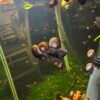 Ramshorn Snails
