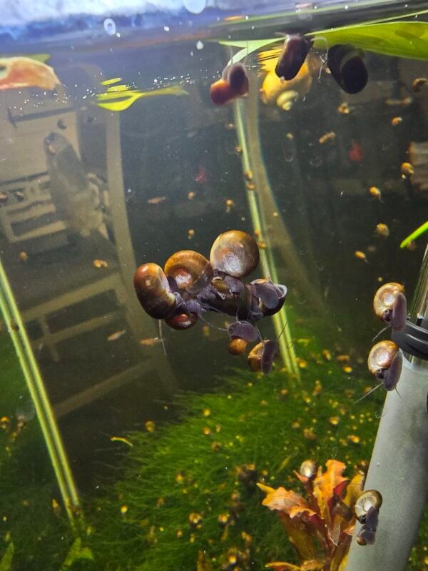 raamsnails Ramshorn Snails