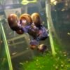 ramshorn snails