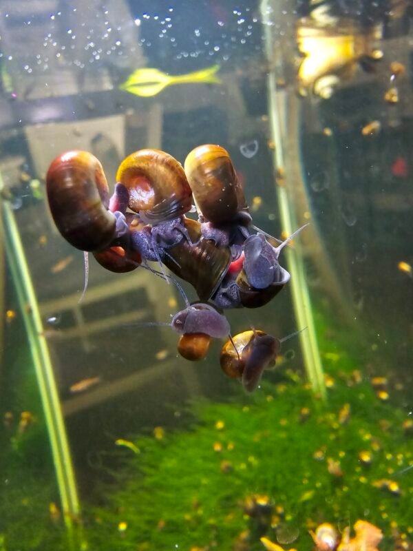 rams ramshorn snails