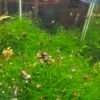 Ramshorn Snails