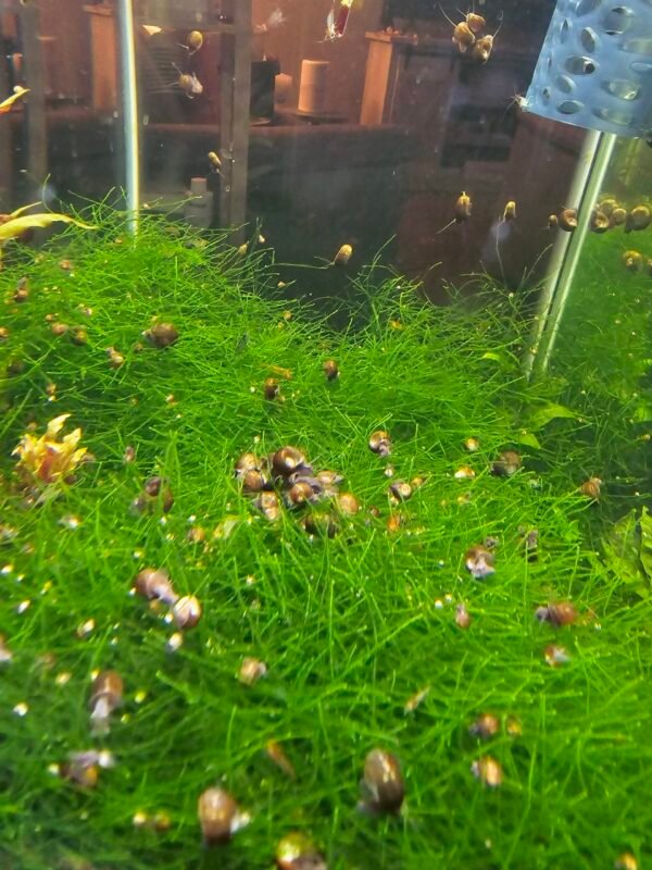 rsnails Ramshorn Snails